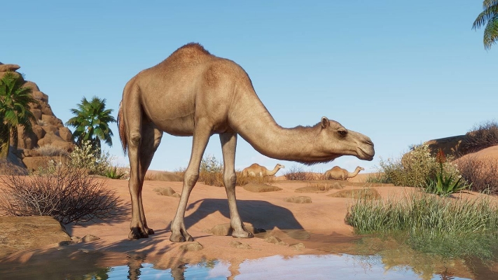 Picture of Planet Zoo: The Arid Animal Pack (DLC)